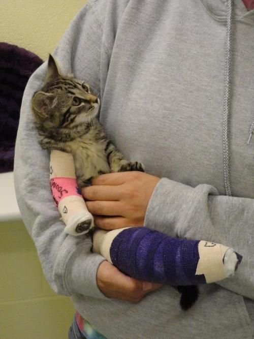 cats n cats cats n cats