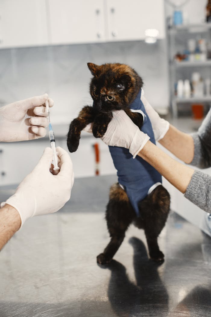 who-we-are A tortoiseshell cat being prepared for vaccination in a veterinary clinic.